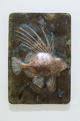 John Dory by Shelley Anderson