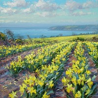 Fields of daffodils, Ludgvan by Mark Preston