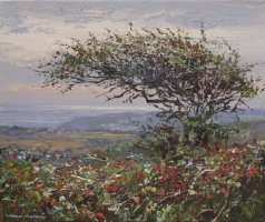 Windswept Hawthorn, Boskednan by Mark Preston