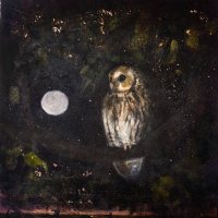 The tawny shadows by Catherine Hyde