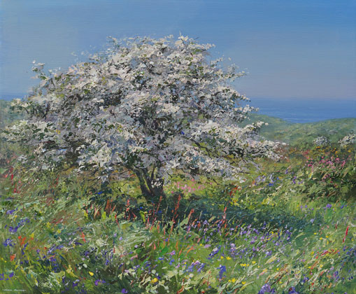 Mayblossom, Trevalgan Hill by Mark Preston