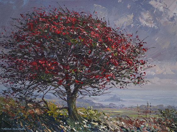 Red Hawthorn, Boskednan by Mark Preston